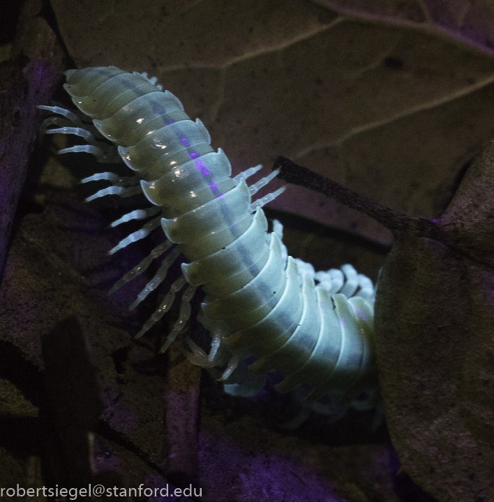 millipede